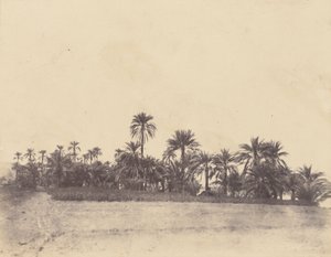Study of Date Palms